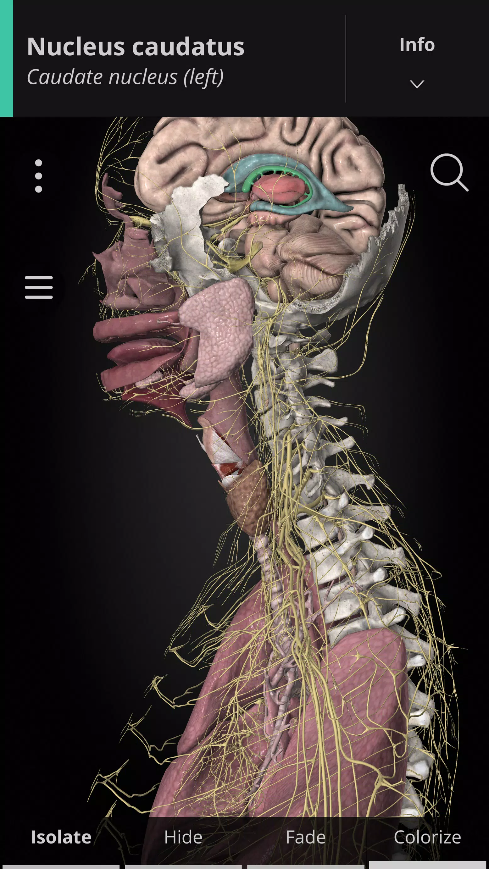 Anatomyka - 3D Anatomy Atlas Ekran Görüntüsü 0