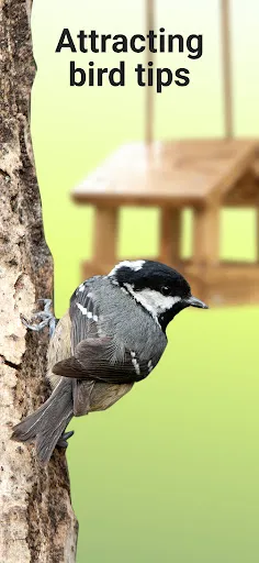 Picture Bird - 拍照识鸟应用截图第2张