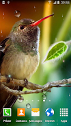 Hummingbirds Live Wallpaper Скриншот 0