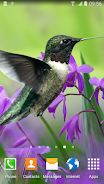 Hummingbirds Live Wallpaper Captura de pantalla 1