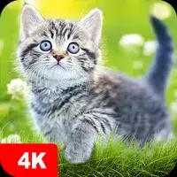 Papéis de parede com gatos 4K