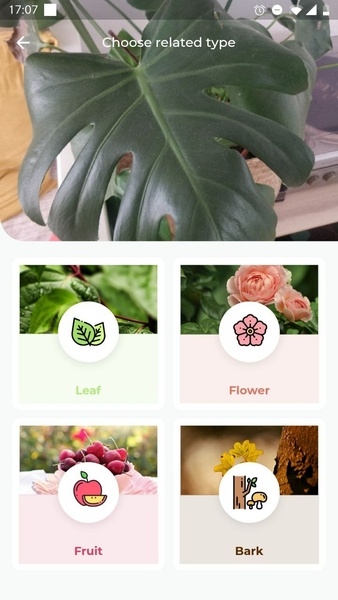 LeafSnap Plant Identification 스크린샷 1