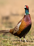 Pheasant sounds Скриншот 0