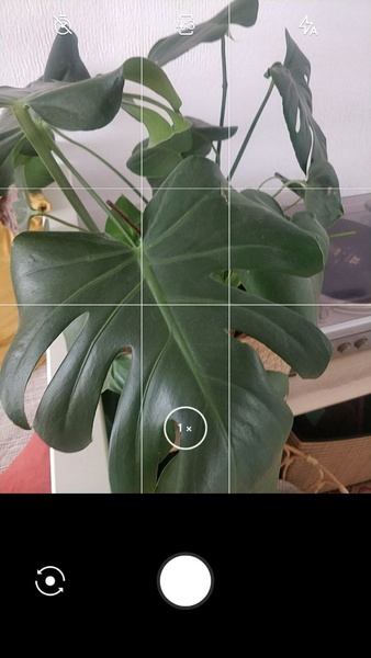 LeafSnap Plant Identification 스크린샷 0