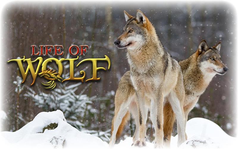 Wolf Life Simulator应用截图第0张